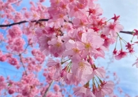 cherryblossom