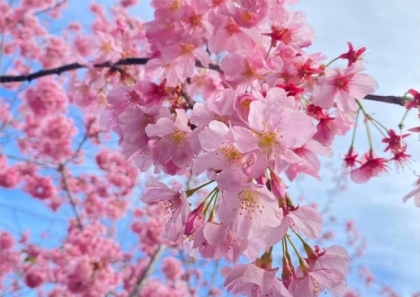 cherryblossom