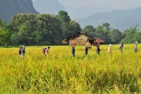 Hmong New Year