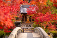 japanese Autumn Tradition
